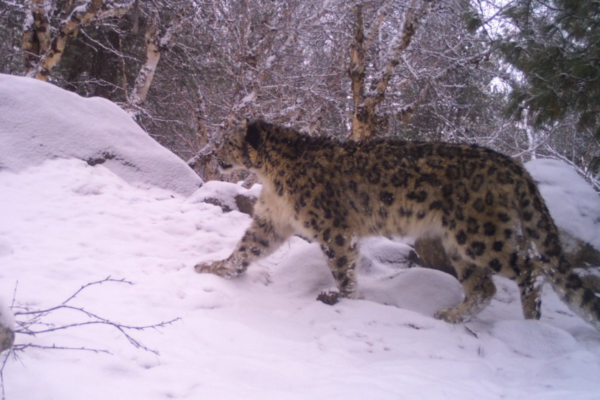 1st Scientific Exercise Finds 718 Snow Leopards In India, Highest In #Ladakh